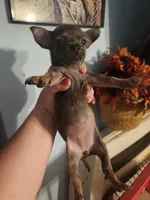 Ckc chihuahua , a female Chihuahua for sale in Morris, AL – 1 of 10