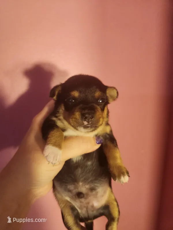Chihuahua male – Chihuahua puppy for sale in Morris, AL