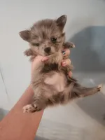 Ckc merle female pomchi, a female Chihuahua and Pomeranian for sale in Morris, AL – 8 of 8