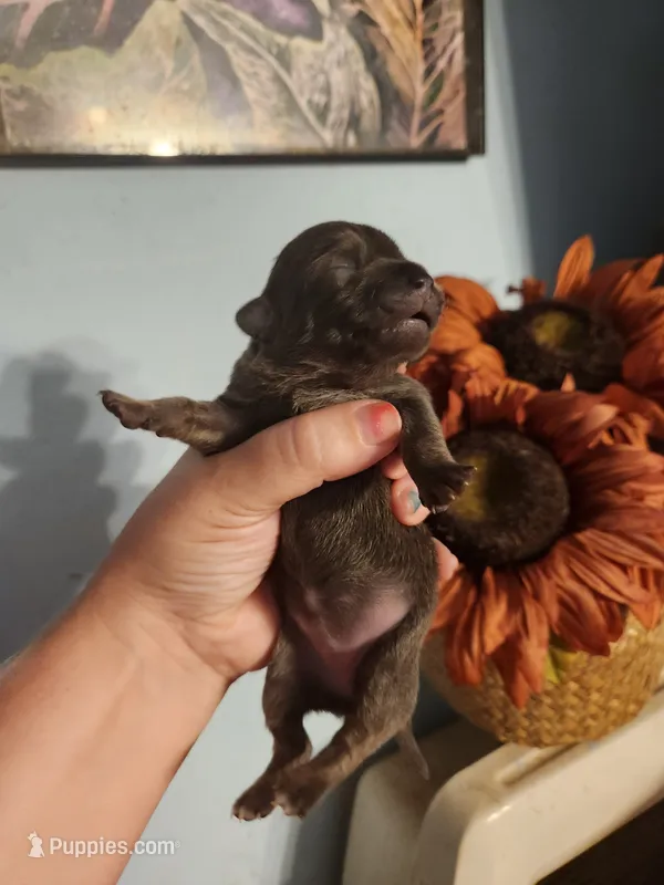 Ckc chihuahua  – Chihuahua puppy for sale in Morris, AL
