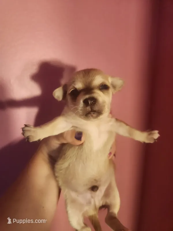 Chihuahua male – Chihuahua puppy on hold in Morris, AL