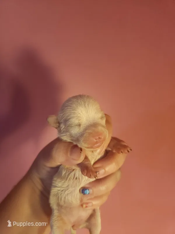 Chihuahua female  – Chihuahua puppy for sale in Morris, AL