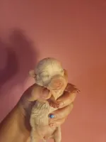 Chihuahua female , a female Chihuahua for sale in Morris, AL – 1 of 2
