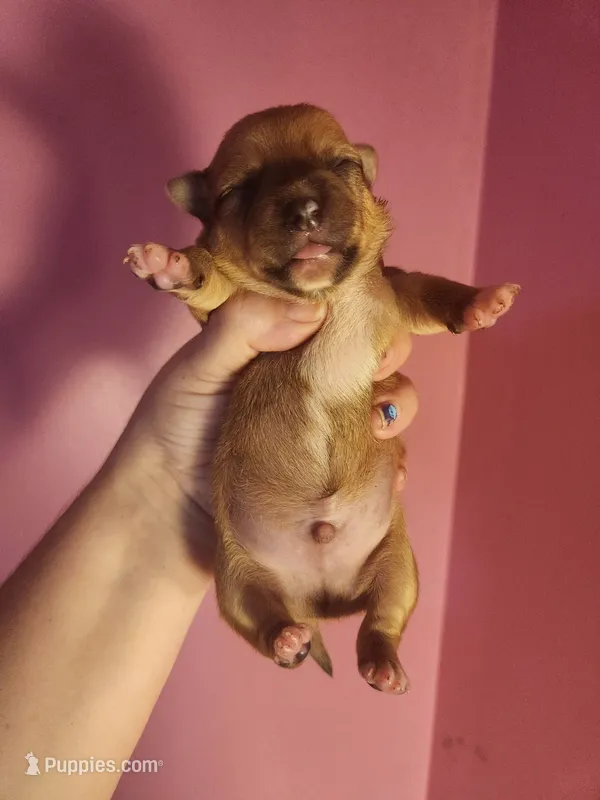 Chihuahua male – Chihuahua puppy for sale in Morris, AL