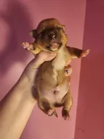 Chihuahua male, a male Chihuahua for sale in Morris, AL – 1 of 2