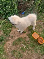 Legend, a male Great Pyrenees for sale in Morris, AL – 6 of 10