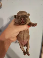French Bullhuahua 3, a female French Bulldog and Chihuahua for sale in Morris, AL – 1 of 2