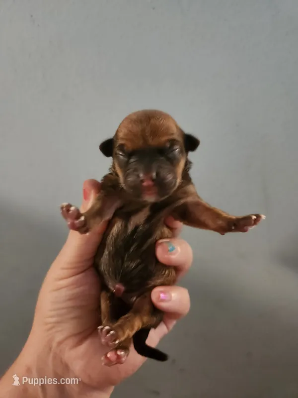 Ckc chihuahua  – Chihuahua puppy for sale in Morris, AL