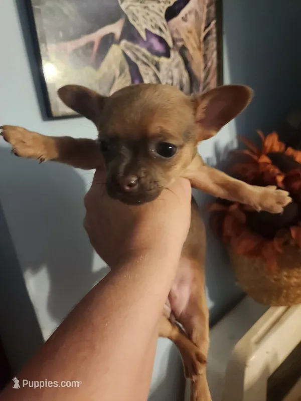 French Bullhuahua 1 – French Bulldog, Chihuahua puppy for sale in Morris, AL