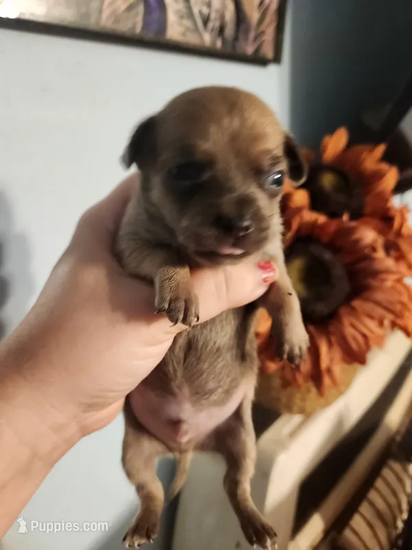 Ckc chihuahua  – Chihuahua puppy on hold in Morris, AL