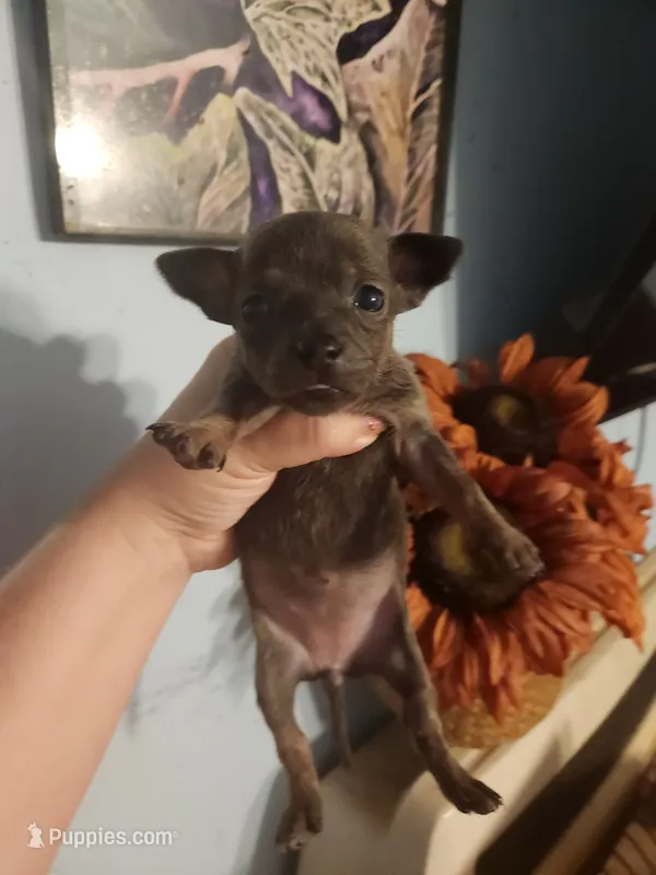 Ckc chihuahua  – Chihuahua puppy for sale in Morris, AL