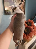 Blue male, a male Boston Terrier for sale in Morris, AL – 4 of 10