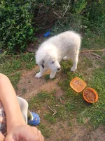 Legend, a male Great Pyrenees for sale in Morris, AL – 7 of 10