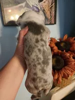 Merle female , a female Boston Terrier for sale in Morris, AL – 6 of 10