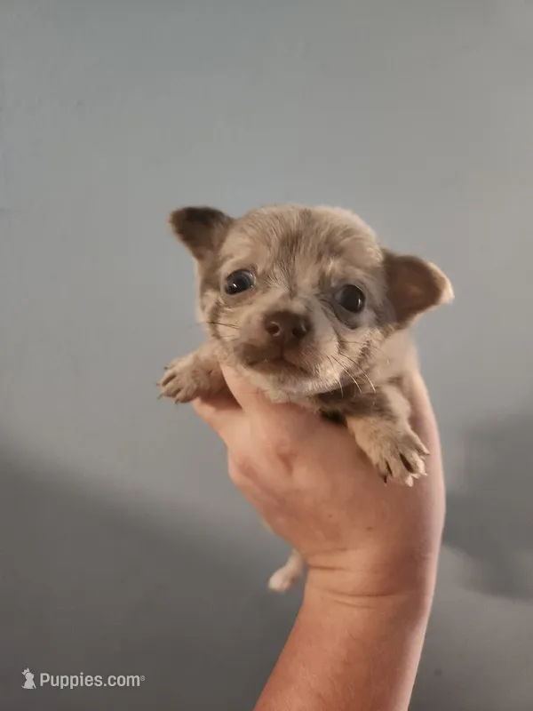 Ckc merle female chihuahua  – Chihuahua puppy on hold in Morris, AL