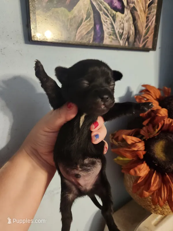 Ckc chihuahua  – Chihuahua puppy for sale in Morris, AL