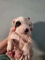 Female, a female American Bulldog and Great Pyrenees for sale in Morris, AL – Photo 1 of 6