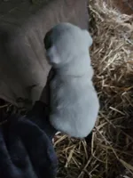 Female, a female American Bulldog and Great Pyrenees for sale in Morris, AL – Photo 2 of 6