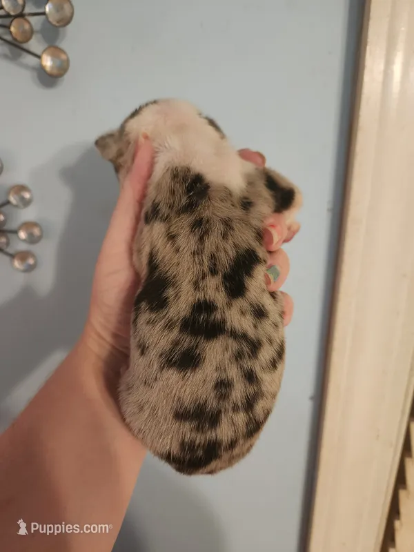 Merle female  – Boston Terrier puppy for sale in Morris, AL
