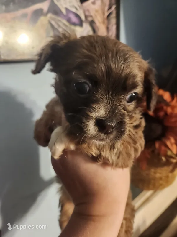 French Bullhuahua 4 – French Bulldog, Chihuahua puppy for sale in Morris, AL