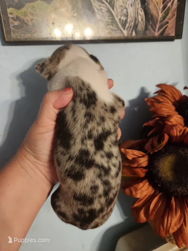 Merle female  – Boston Terrier puppy for sale in Morris, AL