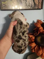 Merle female , a female Boston Terrier for sale in Morris, AL – 7 of 10