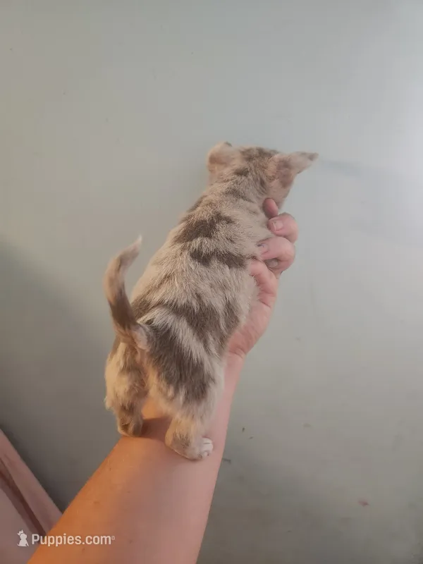 Ckc merle female chihuahua  – Chihuahua puppy for sale in Morris, AL