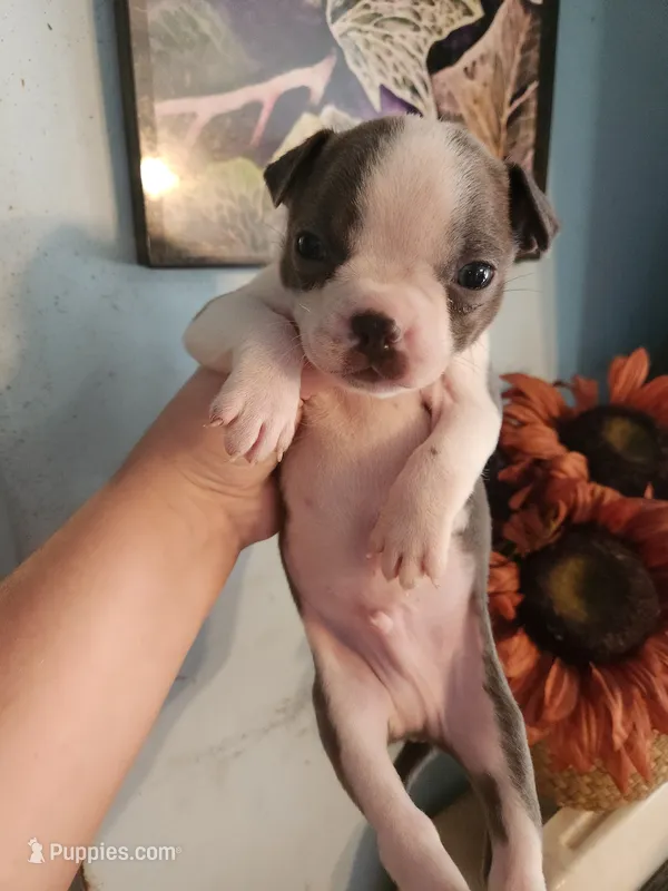 Blue male – Boston Terrier puppy for sale in Morris, AL