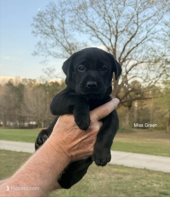 Miss Green – Labrador Retriever puppy for sale in Temple, GA