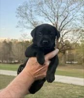 AKC - Miss Green, a female Labrador Retriever for sale in Temple, GA – Photo 1 of 2