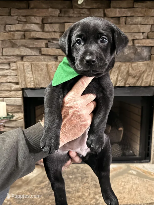 AKC - Miss Green – Labrador Retriever puppy for sale in Temple, GA