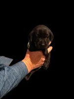 AKC - Miss Green, a female Labrador Retriever for sale in Temple, GA – Photo 2 of 2