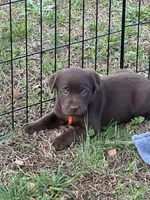 AKC - Miss Orange, a female Labrador Retriever for sale in Temple, GA – Photo 3 of 3