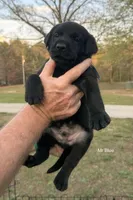 AKC - Mr Blue, a male Labrador Retriever for sale in Temple, GA – Photo 3 of 3