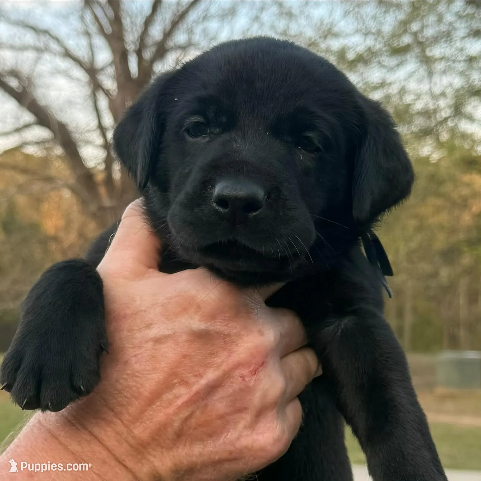Mr Blue – Labrador Retriever puppy for sale in Temple, GA