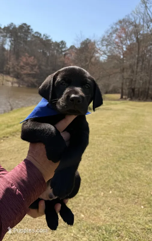 AKC - Mr Blue – Labrador Retriever puppy for sale in Temple, GA