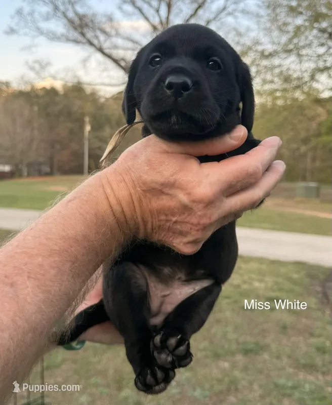 AKC - Miss White – Labrador Retriever puppy for sale in Temple, GA