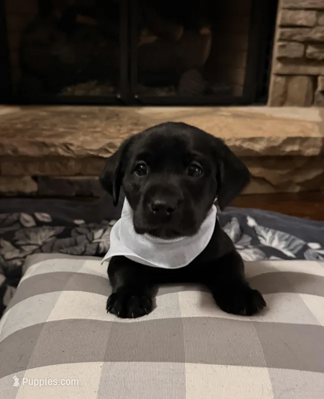 AKC - Miss White – Labrador Retriever puppy for sale in Temple, GA