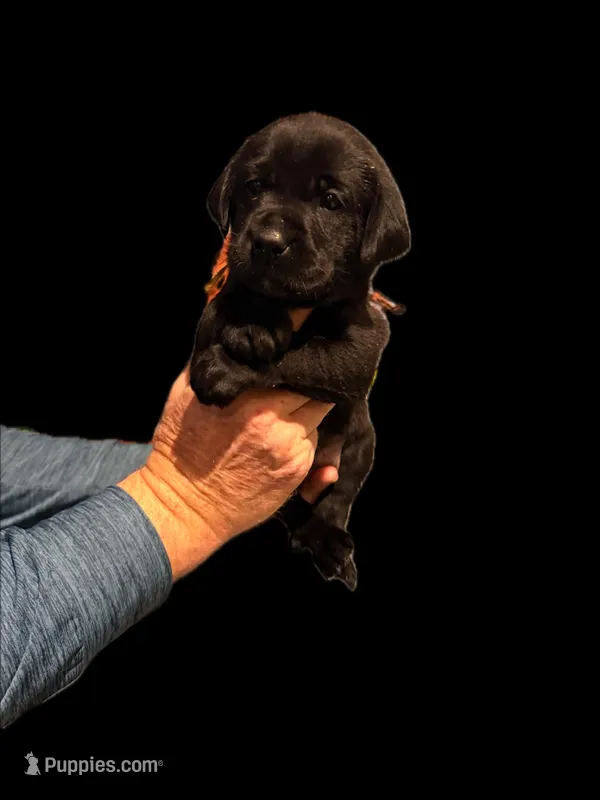 Miss White – Labrador Retriever puppy for sale in Temple, GA
