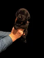 AKC - Miss White, a female Labrador Retriever for sale in Temple, GA – Photo 2 of 2