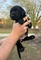 AKC - Miss Yellow, a female Labrador Retriever for sale in Temple, GA – Photo 4 of 4