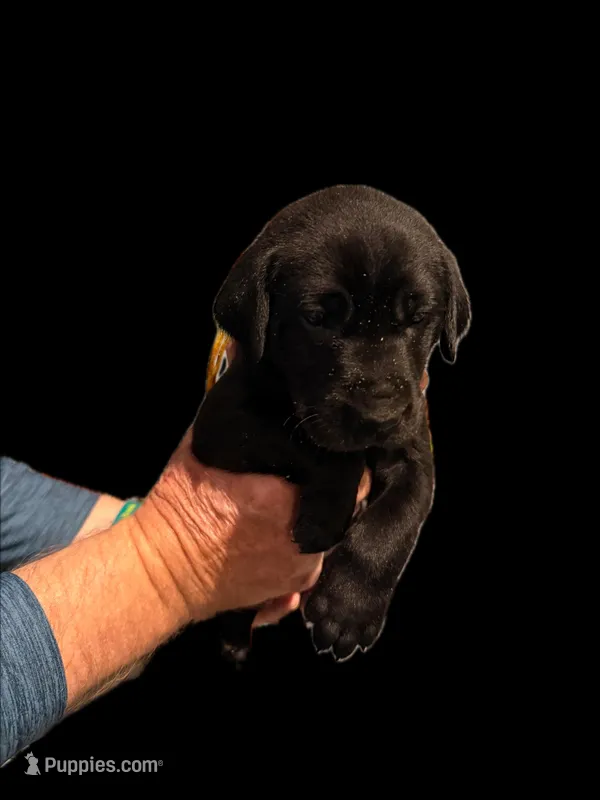 Miss Yellow – Labrador Retriever puppy for sale in Temple, GA