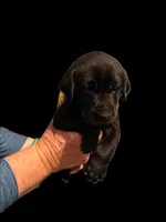 AKC - Miss Yellow, a female Labrador Retriever for sale in Temple, GA – Photo 2 of 4