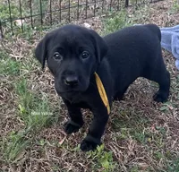 AKC - Miss Yellow, a female Labrador Retriever for sale in Temple, GA – Photo 3 of 4