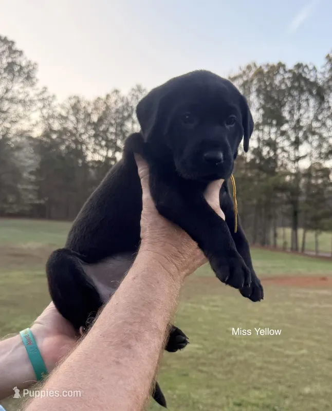 AKC - Miss Yellow – Labrador Retriever puppy for sale in Temple, GA