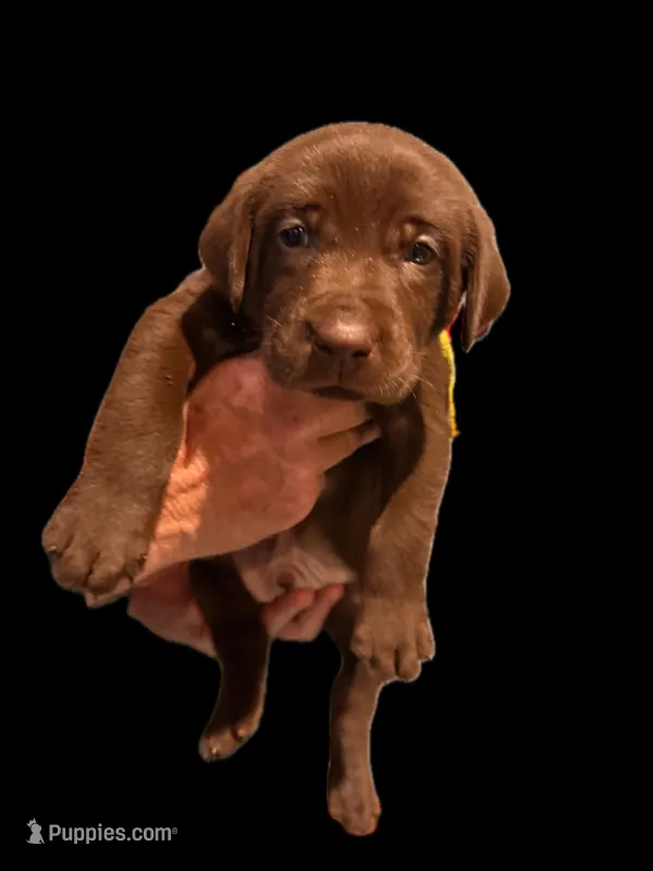 Mr. Lime Green – Labrador Retriever puppy for sale in Temple, GA