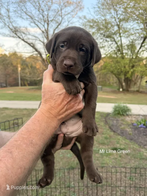 AKC - Mr. Lime Green – Labrador Retriever puppy for sale in Temple, GA