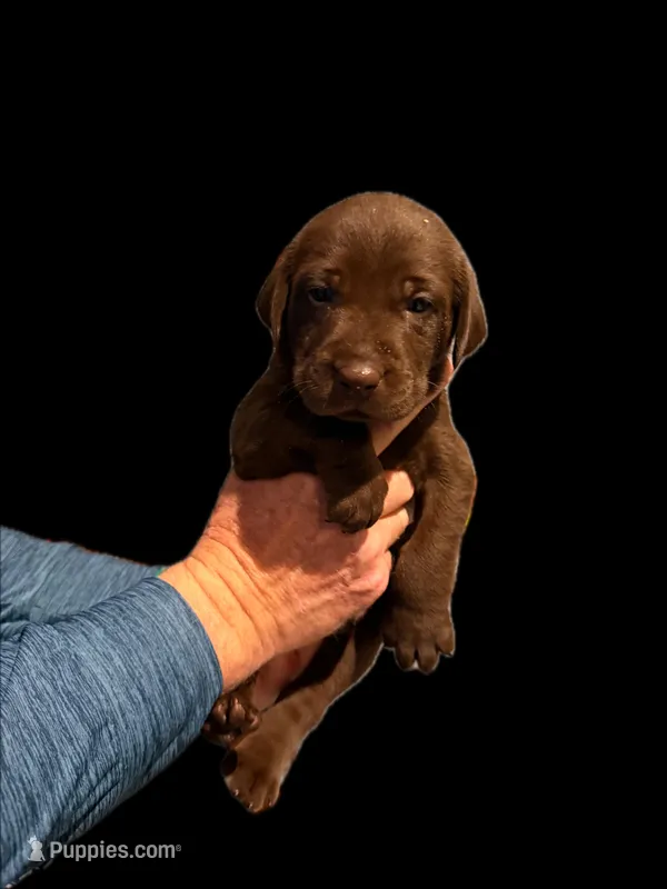 Mr Red – Labrador Retriever puppy for sale in Temple, GA