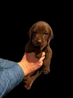 AKC - Mr Red, a male Labrador Retriever for sale in Temple, GA – Photo 3 of 3