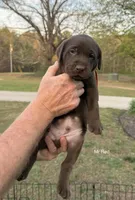 AKC - Mr Red, a male Labrador Retriever for sale in Temple, GA – Photo 2 of 3